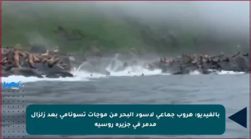 بالفيديو: هروب جماعي لأسود البحر من موجات تسونامي بعد زلزال مدمر في جزيرة روسية